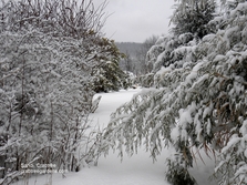 Winter Scenery Crabtree Gardens