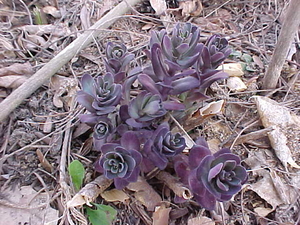 Sedum 'Dragons Blood'